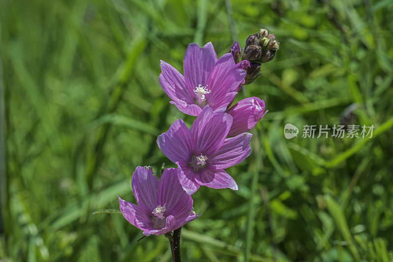 锦葵是锦葵科的一种开花植物;Pepperwood保护区。坐标:索诺马县Santa Rosa和Healdsburg镇附近加利福尼亚海岸Mayacamas山脉38.570119°N 122.689451°W